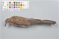 藏品(斑頸鳩)的圖片